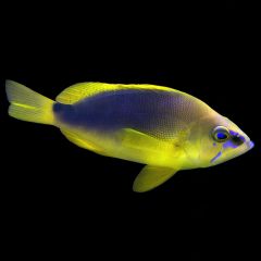 Shy Hamlet (Hypoplectrus guttavarius)