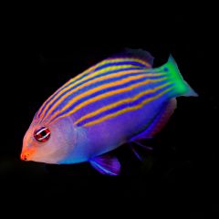 Six Line Wrasse, Pseudocheilinus hexataenia