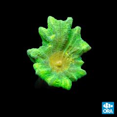 ORA Aquacultured Space Invader Pectinia