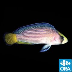 ORA Captive Bred Splendid (Manonichthys splendens)