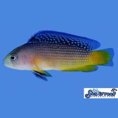 Sea & Reef Splendid Dottyback