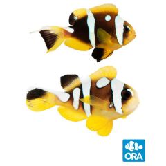 ORA Captive Bred Spotcinctus Pair (Amphiprion bicinctus)