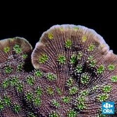 ORA Aquacultured Sprung's Stunner