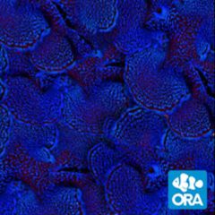 ORA HYBRID SQUAMOSA (T. MAXIMAX T. SQUAMOSA)