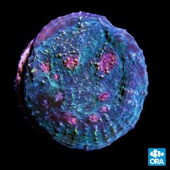 ORA Aquacultured Stardust Chalice