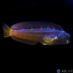 Starry Blenny (Salarias ramosus)