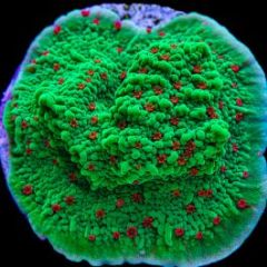 Seasons Greeting Monti