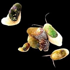 Stomatella Snail - Aquacultured