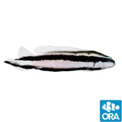 ORA Captive Bred Striped (Pseudochromis sankeyi)
