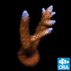 ORA Aquacultured Stuber Stag (Acropora sp.)
