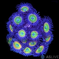 Sunny D Zoanthid