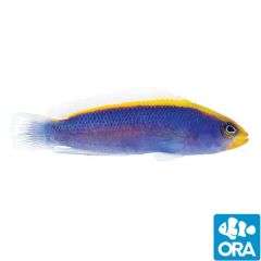 ORA Captive Bred Sunrise (Pseudochromis flavivertex)