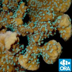 ORA Supernatural Montipora Capricornis