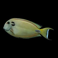 Lieutenant Tang, Acanthurus tennenti