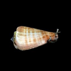 Tiger Sand Conch (Strombus Conch)