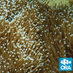 ORA Aquacultured Toadstool Leather (Sarcophyton sp.)