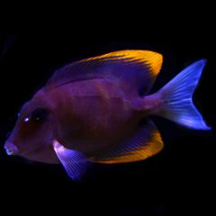Flame Fin (Tomini) Tang, Ctenochaetus tominiensis