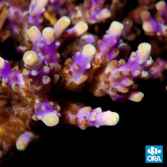ORA Aquacultured Tri-Color Valida (Acropora sp.)
