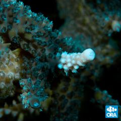 ORA Aquacultured Turquoise Staghorn (Acropora sp.)