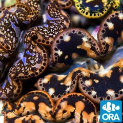 ORA Aquacultured Ultra Gold Maxima Clam (T. maxima)