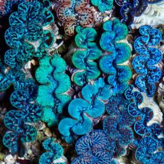 ORA Aquacultured Ultra Maxima Clam (T. maxima)