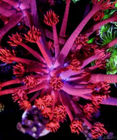 Ultra Pink Goniopora