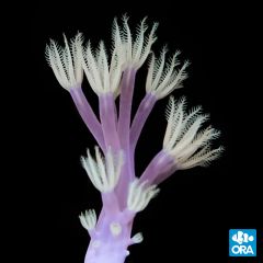 ORA Aquacultured Vargas Cespitularia (Cespitularia sp.)