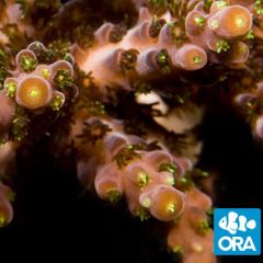 ORA Aquacultured Verde (Acropora sp.)