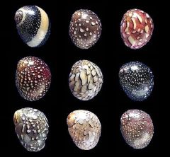 Virgin Nerite Snails