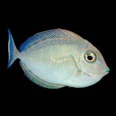 Vlamingii Tang, Naso vlamingii