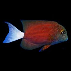 White Tail Yellow Eye Tang - Ctenochaetus sp