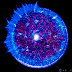 St. Thomas Mushroom - WYSIWYG