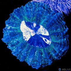 Acanthophyllia 5 WYSIWYG