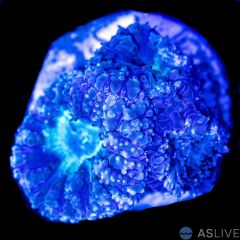 Blasto Wellsi Blue & Green 9 Polyps