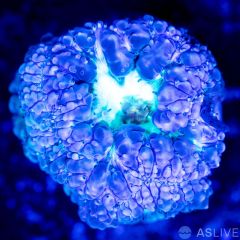 Blasto Wellsi Blue & Green 3 Polyps