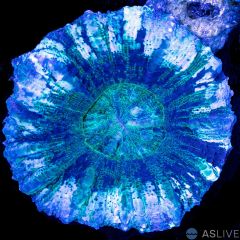 Tiger Stripe Acanthophyllia WYSIWYG