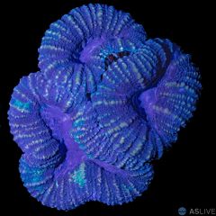 Ultra Lobophyllia 5 WYSIWYG