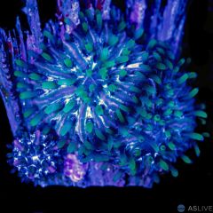 Mini Fungia Plate Colony - WYSIWYG