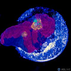 Rainbow Chalice Coral 1 WYSIWYG