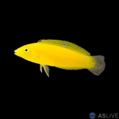 Yellow Chrysus Wrasse (Halichoeres chrysus)