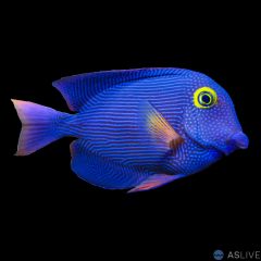 Yellow Eye Kole Tang, Ctenochaetus strigosus