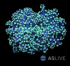 Yellow tip Yaeyamaensis - WYSIWYG