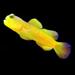 Yellow Watchman Goby (Cryptocentrus cinctus)
