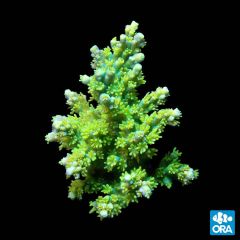 ORA Aquacultured Marshall Island Yellow Fuzzy Acro