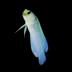 Pearly Yellowhead Jawfish (Opistognathus aurifrons) 