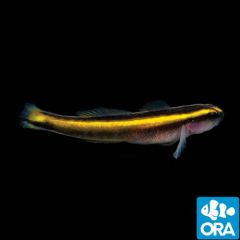 ORA Captive Bred Yellowline Goby (Elacatinus figaro)