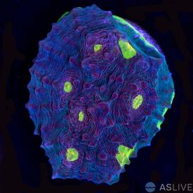 Watermelon Grape Chalice