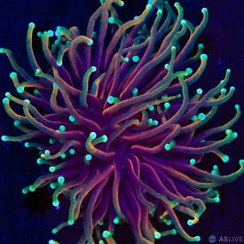 Dragon Soul Torch Almost WYSIWYG