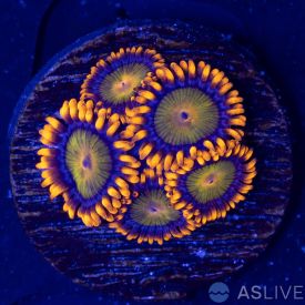 Mandarin Orange Zoas