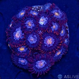 Pink Zoa - Almost WYSIWYG